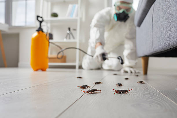 Post-Treatment Bed Bug Interceptor Monitoring in Crewe